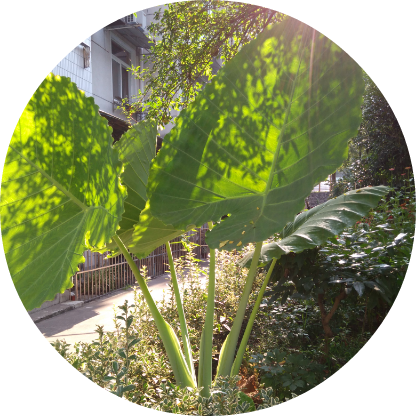 雀巢冲调饮品价格_雀巢冲调饮品怎么样 – 飞